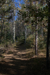 Obraz premium Mountain hiking trail thru the pines and aspens at lower elevations with a blue sky overhead in early autumn