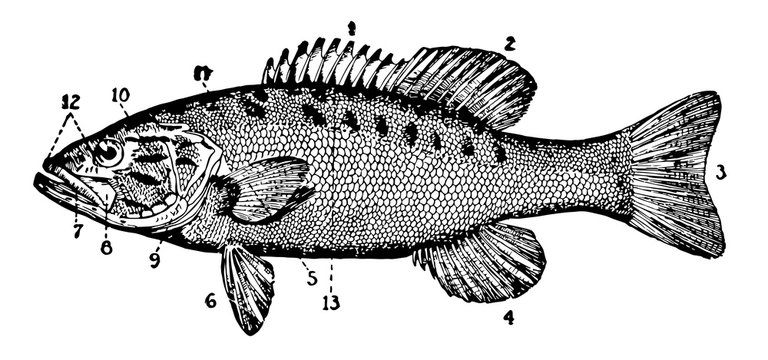black and white fish anatomy diagram clip art preview