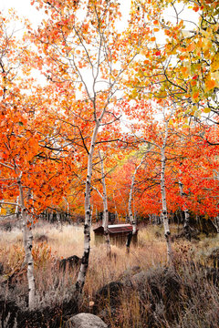Shed in the Quaking Aspens