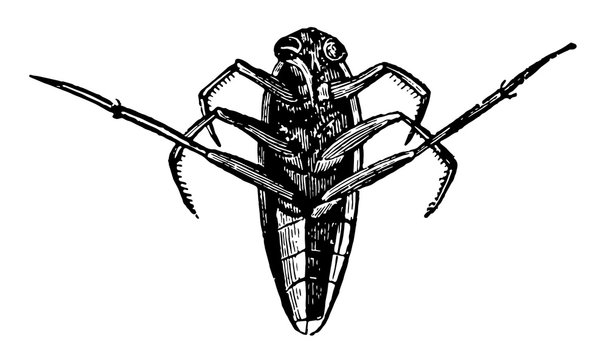 Notonecta Glauca vintage illustration.