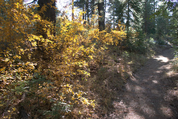 Autumn colors along a mountain hiking trail in the Sierra Nevada Mountain range