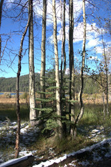Group of Aspens growing around a small pine tree with a mountain lake in the background with blue sky & puffy white clouds overhead with fall colors in the background.