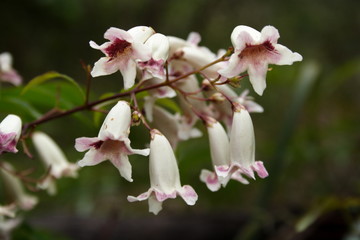 Flowers of the Wonga Vine