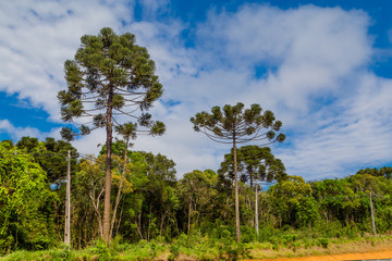 Araucaria pine trees, symbol of Parana