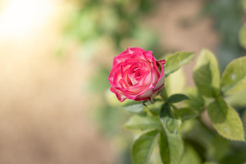 Roses in the garden