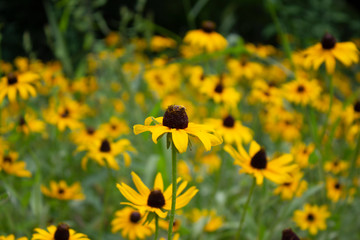 Black Eyed Susan