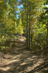 Bright sunshine shining thru the canopy of aspens in Lake Tahoe in the fall months of the year.