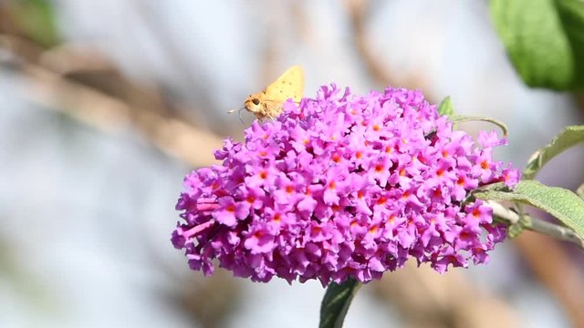 HD video of a skipper butterfly drinking nectar purple pink butterfly bush flowers.  A very small butterfly, frequently mistaken for a moth.