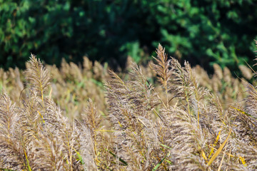 Dense common reed in the fall