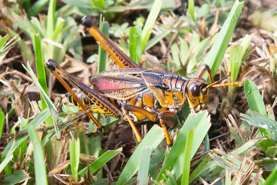 Lubber Grasshopper