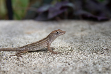 Lizard