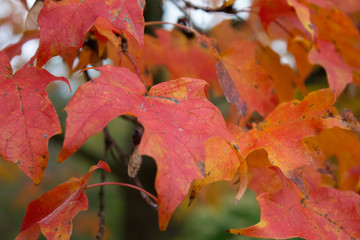 Fall leaves