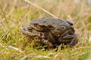 Mating Common toad ( Bufo bufo )