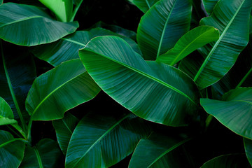 Obraz premium tropical banana leaf texture in garden, abstract green leaf, large palm foliage nature dark green background
