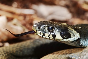 Grass Snake (Natrix natrix) showing tongue