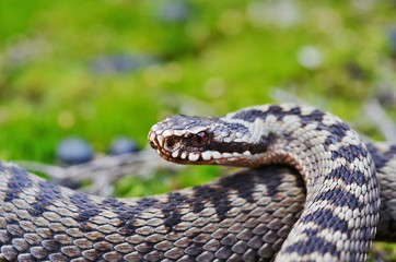 Common European Adder ( Vipera berus )