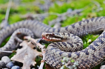 Common European Adder ( Vipera berus ) showing tongue