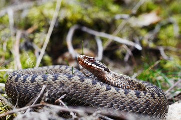 Common European Adder (Vipera berus)