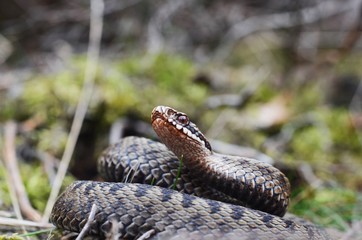 Common European Adder (Vipera berus) ready to attack