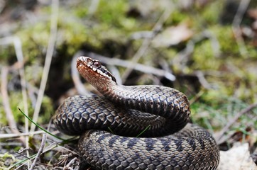 Common European Adder (Vipera berus) ready to attack