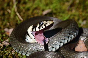 Grass Snake (Natrix natrix) with open mouth