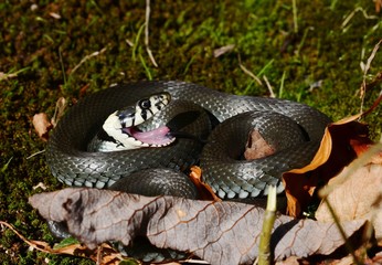 Grass Snake (Natrix natrix) with open mouth