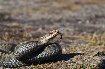 Common European Adder ( Vipera berus ) showing tongue
