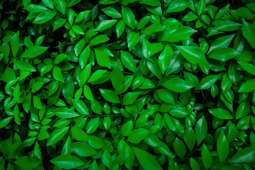 green leaf natural for background, tropical leaf, tiny green leaf