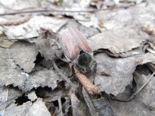ant on a leaf