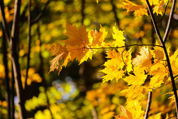 Naklejka na ściany i meble Leaves fading in the autumn, Brossard, Quebec, Canada
