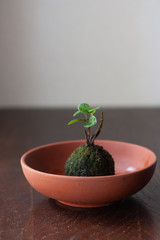 素焼きの鉢に入った苔玉