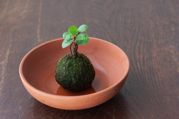 素焼きの鉢に入った苔玉