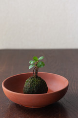 素焼きの鉢に入った苔玉