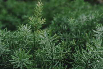 Blur closed up green leaf background.