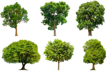 Fototapeta premium Tree isolated on white background with clipping path.