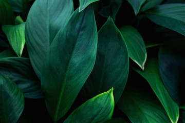 Naklejka na ściany i meble closeup nature view of green leaf in garden, dark wallpaper concept, nature background, tropical leaf