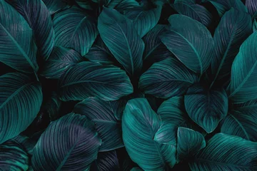 Photo sur Plexiglas Salle feuilles de Spathiphyllum cannifolium, texture vert foncé abstraite, fond nature, feuille tropicale