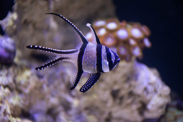 fish in aquarium cardinal bangai 
