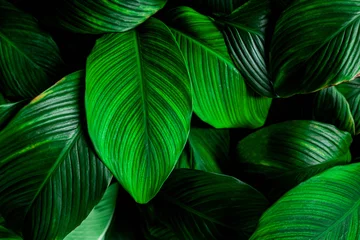 Tuinposter leaves of Spathiphyllum cannifolium, abstract green texture, nature background, tropical leaf © Nabodin