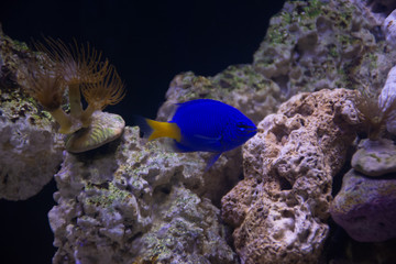 Obraz na płótnie Canvas tropical fish in aquarium Donzela azul Yellow tail 