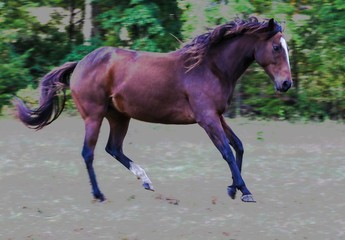 Pretty Bay Thoroughbred Mare galloping happily in her pasture