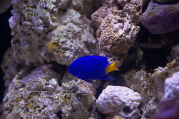 tropical fish in aquarium Donzela azul Yellow tail 