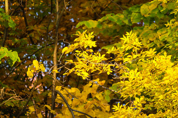 Colorful beautiful maple leaves in autumn, St-Bruno, Quebec, Canada