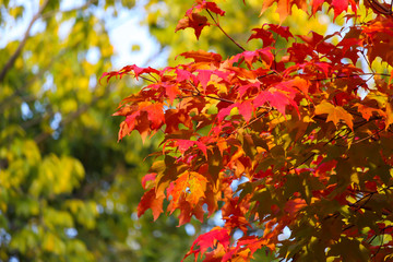 Colorful beautiful maple leaves in autumn, St-Bruno, Quebec, Canada