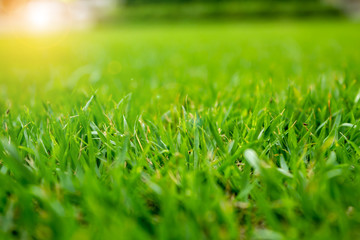 Green grass on the ground and orange light