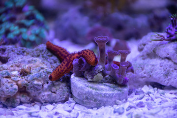 red star on coral reef estrela do mar vermelha