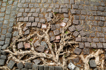 the tree roots along the thread of the paving blocks.
