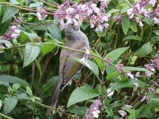 bird on a branch