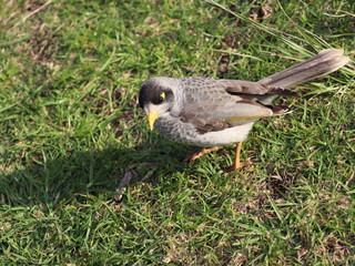 sparrow on the grass