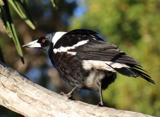 portrait of bird magpie 